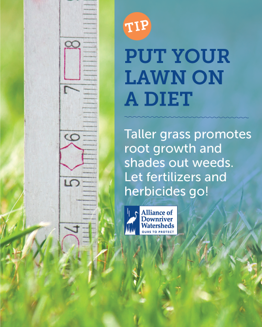 Tip_-_Lawn_care_1080x1350 (2)
